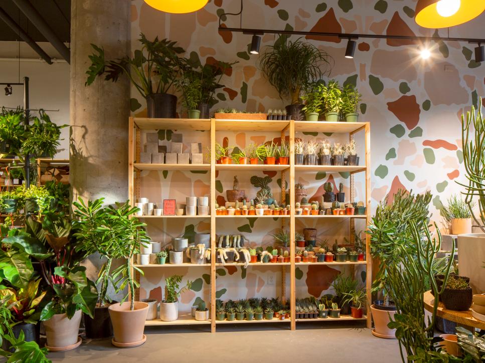 Owners of Victorian Atlanta Plant Store Have a Dreamy Houseplant Collection HGTV